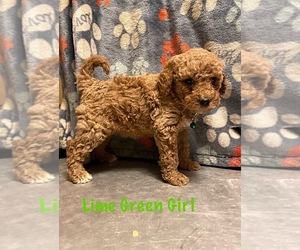 Goldendoodle-Poodle (Miniature) Mix Puppy for sale in DAYTON, VA, USA
