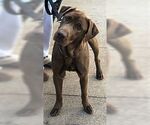 Small Chesapeake Bay Retriever