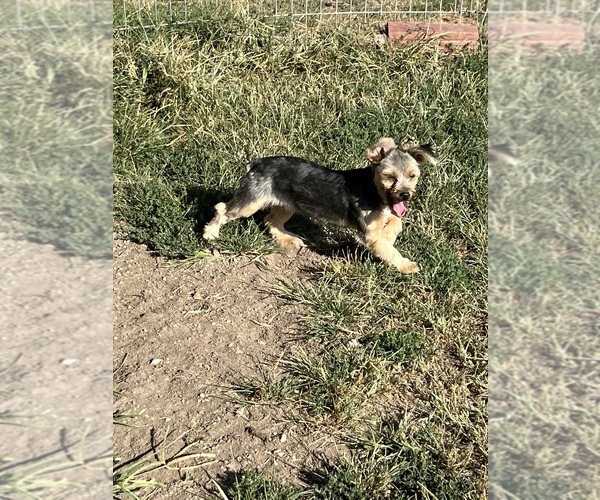 Medium Photo #1 Yorkshire Terrier Puppy For Sale in LANCASTER, MO, USA