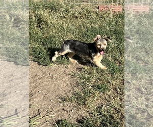 Mother of the Yorkshire Terrier puppies born on 03/19/2025