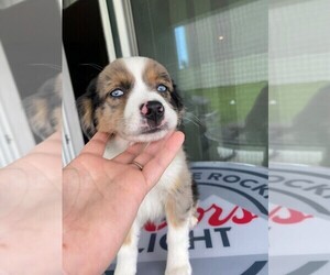 Miniature Australian Shepherd Puppy for sale in MOUNT DORA, FL, USA