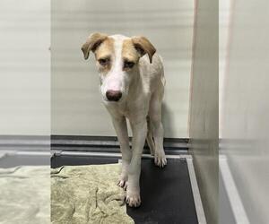 Mutt Dogs for adoption in Bakersfield, CA, USA