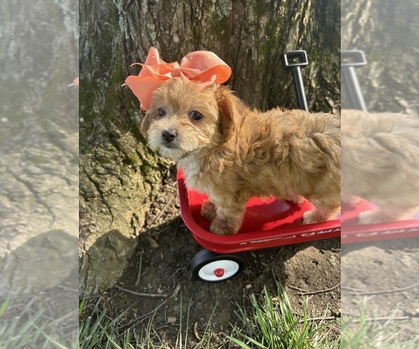 Medium Photo #6 Yo-Chon Puppy For Sale in BELFAST, OH, USA