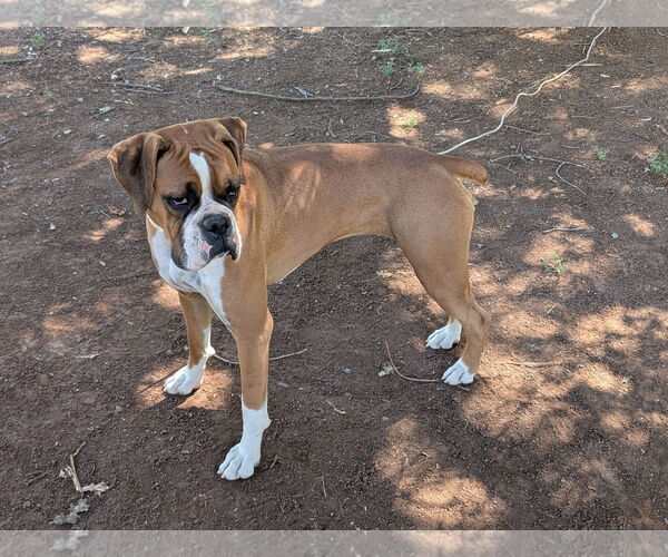 Medium Photo #1 Boxer Puppy For Sale in Woodland, CA, USA