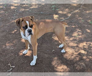 Boxer Dogs for adoption in Woodland, CA, USA