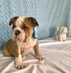 Bulldog Puppy for sale in CRANSTON, RI, USA