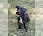 Small American Pit Bull Terrier Mix
