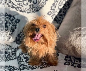 Mutt Dogs for adoption in Germantown, OH, USA
