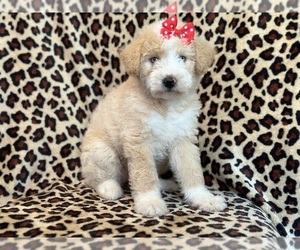 Poodle (Miniature)-Siberian Husky Mix Puppy for sale in LAKELAND, FL, USA