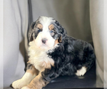 Small #1 Bernedoodle (Miniature)