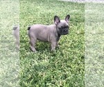 Small Photo #60 French Bulldog Puppy For Sale in WHITTIER, CA, USA