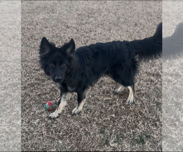 Medium Photo #4 German Shepherd Dog Puppy For Sale in La Grange , NC, USA