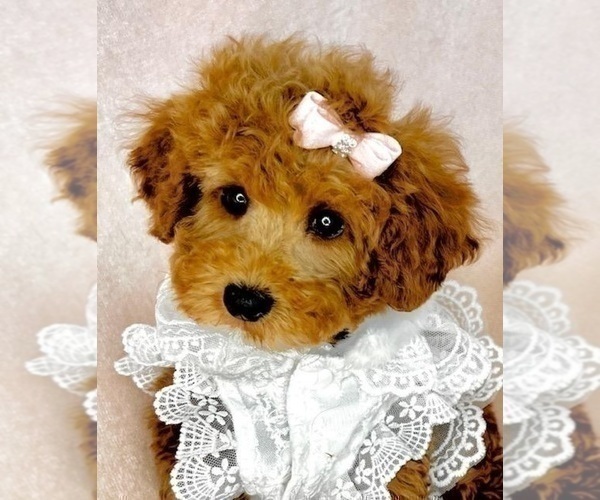 Medium Photo #24 Poodle (Toy) Puppy For Sale in PEMBROKE PINES, FL, USA
