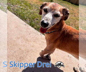 Skipper Drei - Male Chiweenie Dog for Adoption - Photo #6