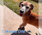 Small Photo #6 Chiweenie Puppy For Sale in San Antonio, TX, USA