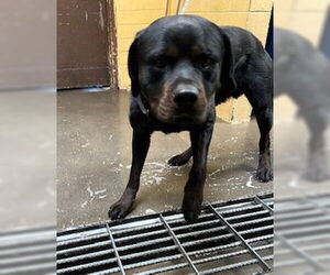 Rottweiler Dogs for adoption in Stockton, CA, USA