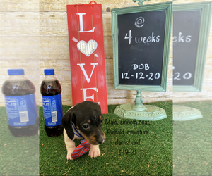 Dachshund Puppy for sale in ACTON, CA, USA