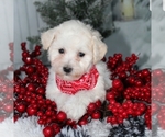 Small Photo #2 Bichon Frise Puppy For Sale in BECKS MILLS, OH, USA
