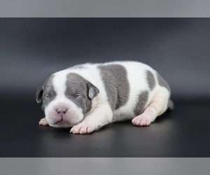American Bully Puppy for sale in CHAMPAIGN, IL, USA