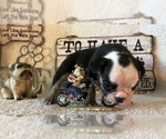 Small Photo #7 Olde English Bulldogge Puppy For Sale in CYNTHIANA, IN, USA