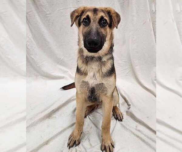 Medium Photo #3 Mutt Puppy For Sale in Genesee, WI, USA