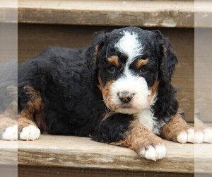 Bernedoodle Puppy for sale in STANLEY, WI, USA