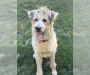 Poodle (Standard)-Unknown Mix Dogs for adoption in Bellevue, WA, USA