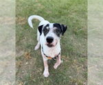 ARROW - Male Beagle Dog for Adoption - Small photo