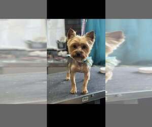 Father of the Yorkshire Terrier puppies born on 04/21/2026