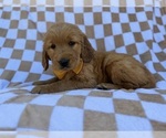 Small #6 Golden Retriever