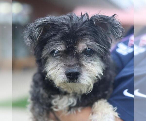 Medium Photo #1 Shih Tzu-Unknown Mix Puppy For Sale in San Antonio, TX, USA