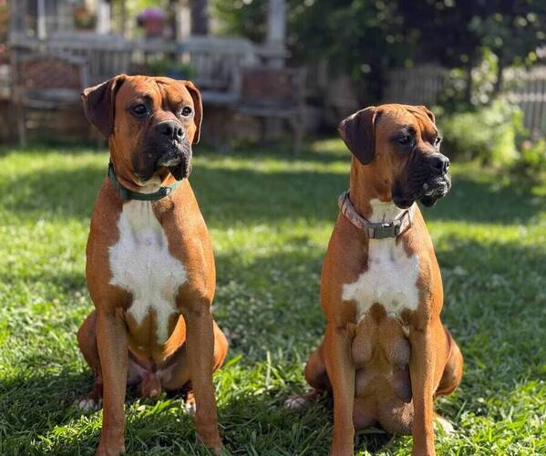 Medium Photo #8 Boxer Puppy For Sale in FONTANA, CA, USA