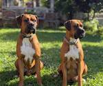 Small #7 Boxer