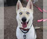 Small Huskies  Mix
