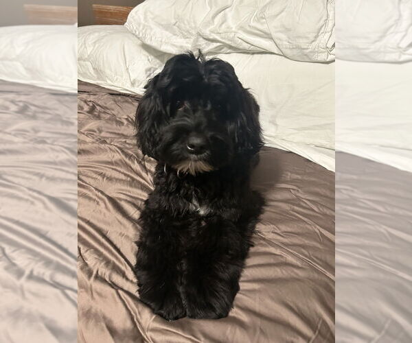 Medium Photo #2 Mutt Puppy For Sale in Candler, NC, USA