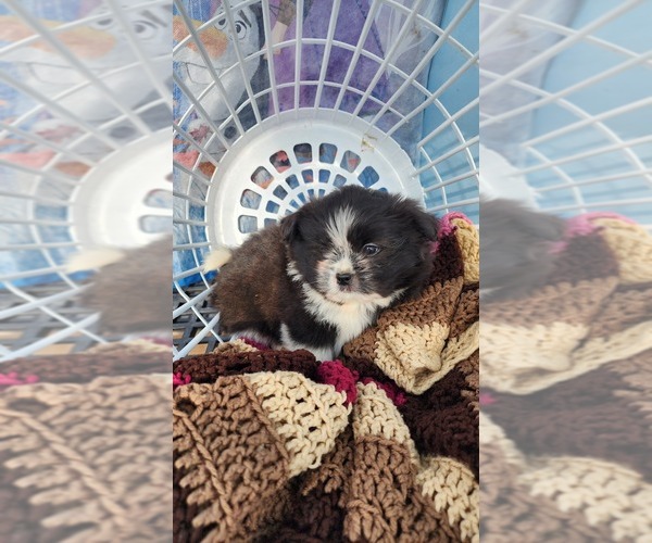 Medium Photo #10 Shiranian Puppy For Sale in GREENWOOD, WI, USA