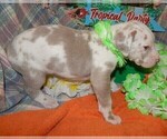 Small #4 Great Dane