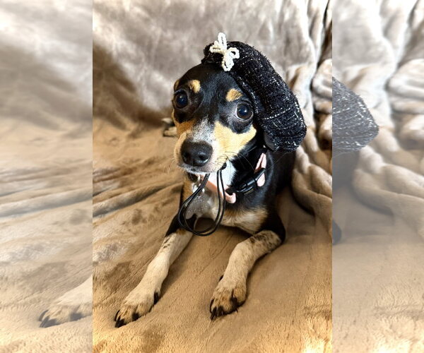 Medium Photo #1 Rat Terrier Puppy For Sale in Holly Springs, NC, USA