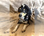 Small Rat Terrier