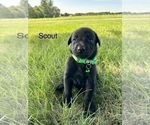Small Photo #18 Labrador Retriever Puppy For Sale in FREDERICKSBG, OH, USA