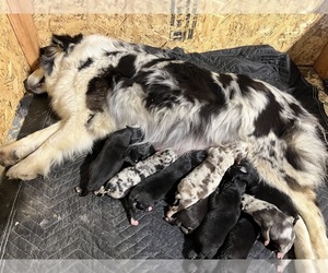 Australian Shepherd Puppy for sale in MEHERRIN, VA, USA