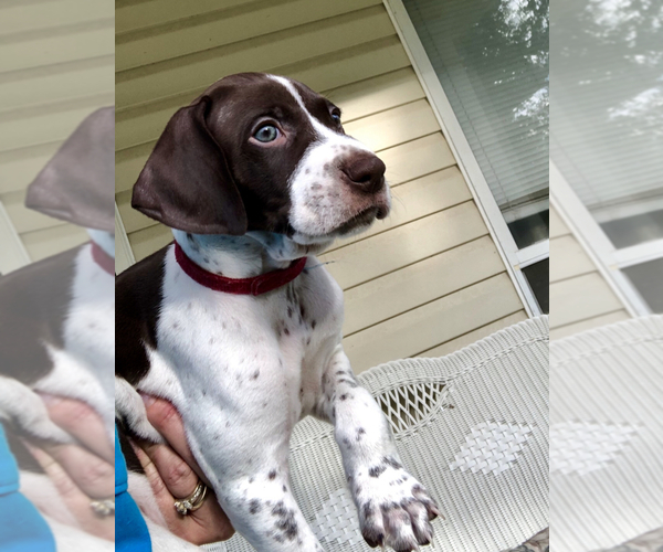 Medium Photo #3 German Shorthaired Pointer Puppy For Sale in VANCLEAVE, MS, USA