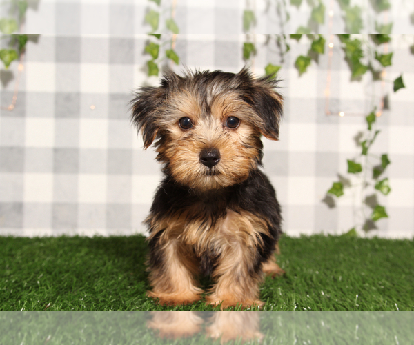 Medium Photo #2 Yorkshire Terrier Puppy For Sale in MARIETTA, GA, USA