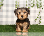 Small #1 Yorkshire Terrier