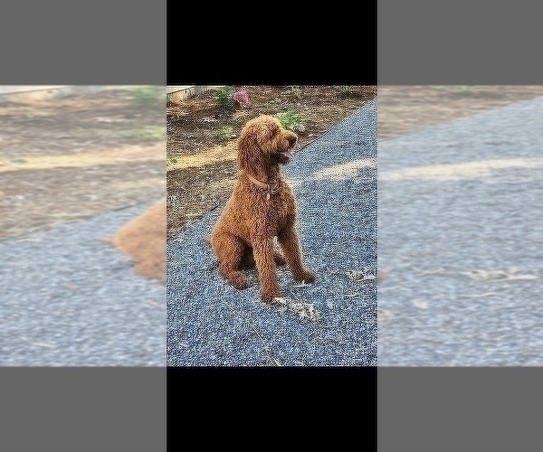 Medium Photo #3 Goldendoodle Puppy For Sale in STATESVILLE, NC, USA
