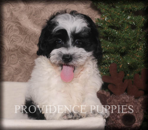 Medium Photo #1 Shih-Poo Puppy For Sale in WAYLAND, IA, USA