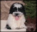 Small Photo #1 Shih-Poo Puppy For Sale in WAYLAND, IA, USA