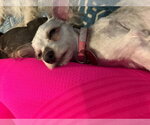 Small Photo #3 Silky Terrier-Unknown Mix Puppy For Sale in Katy, TX, USA