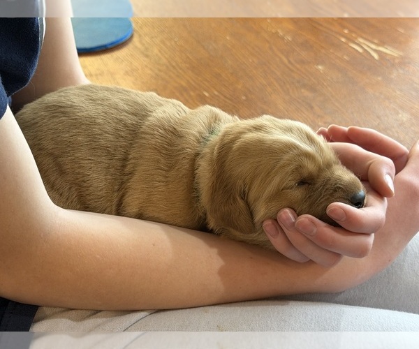 Medium Photo #12 Golden Retriever Puppy For Sale in WOODSTOCK, CT, USA