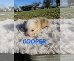Puppy Cooper American Corgi